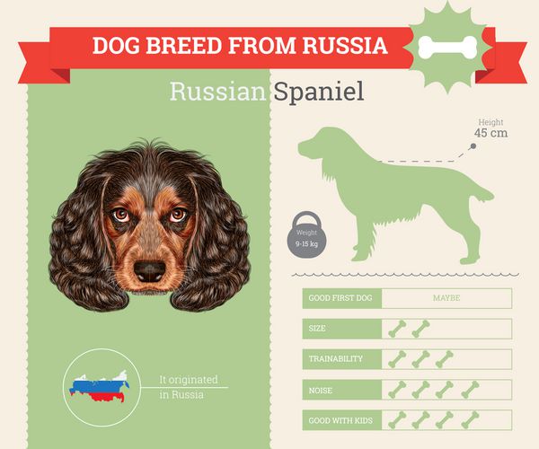 اینفوگرافیک وکتور نژاد سگ اسپانیل روسی
