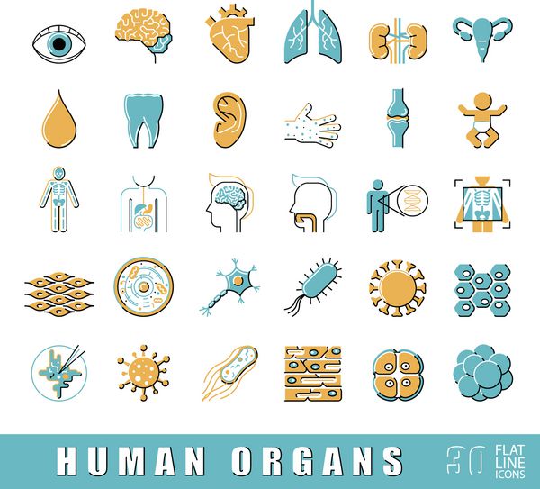 مجموعه ای از نمادهای خط مسطح با کیفیت برتر آیکون هایی که اندام های مختلف بدن انسان را نشان می دهند مجموعه ای از آیکون های آناتومی پزشکی و علوم وکتور