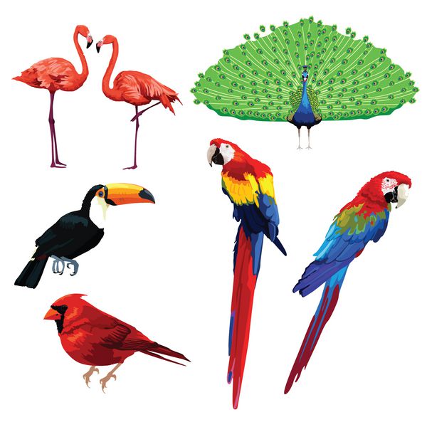 انواع مختلف پرندگان