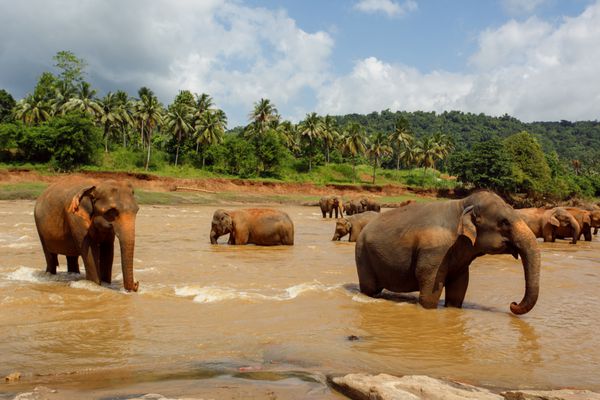 گله فیل در رودخانه سریلانکا
