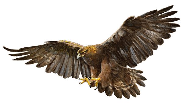 وکتور از عقاب طلایی که با دست فرود می آید طراحی و نقاشی کنید