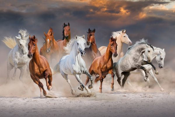 گله اسب ها به سرعت در گرد و غبار صحرا در برابر آسمان غروب خورشید می دوند