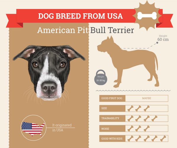 اینفوگرافیک وکتور نژاد سگ پیت بول تریر آمریکایی
