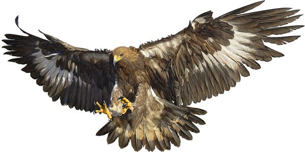 تصویر پس زمینه وکتور با دست فرود عقاب طلایی