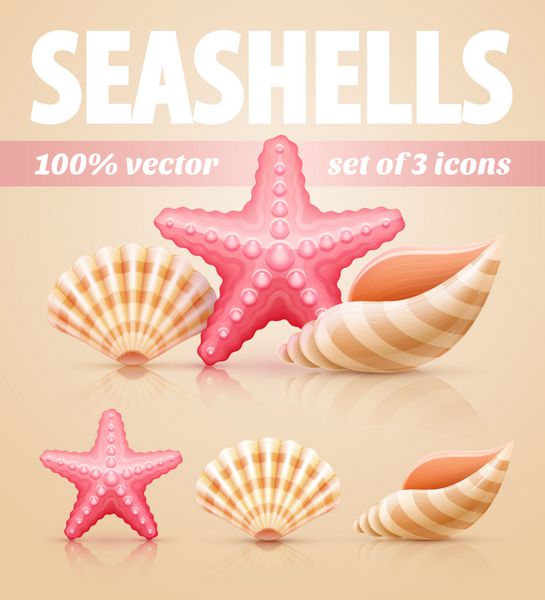 مجموعه ای از صدف های دریایی تابستانی و نمادهای ستاره دریایی