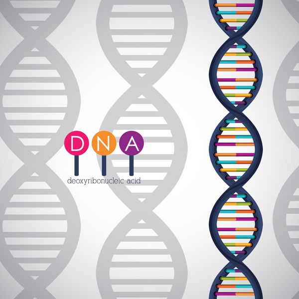 نماد کروموزوم ساختار DNA موضوع ژنتیک و زیست شناسی مولکول علم طراحی جدا شده وکتور