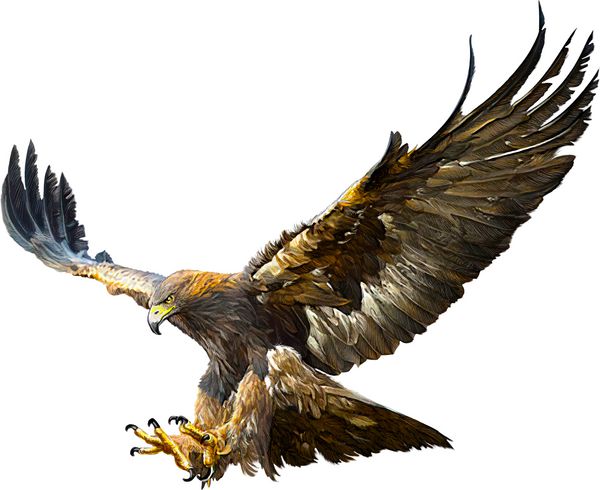 عقاب طلایی در حال پرواز با دست روی تصویر وکتور پس‌زمینه سفید رنگ و نقاشی کنید