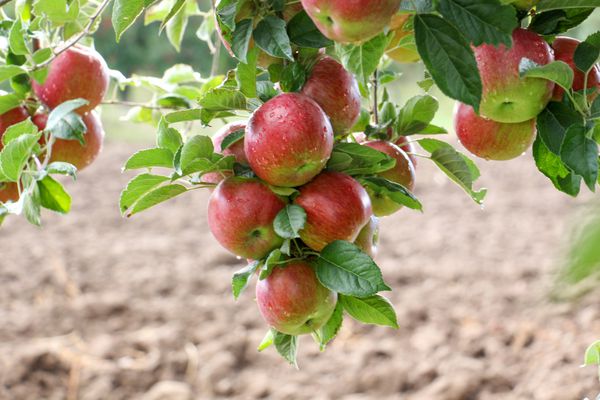 باغ سیب آماده برداشت