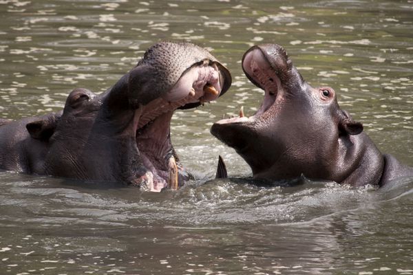 Coppia di ippopotami giocano در un lago