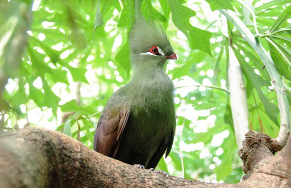 عکس پرنده نزدیک از تاوراکو پرسا سبز گینه توراکو نشسته است
