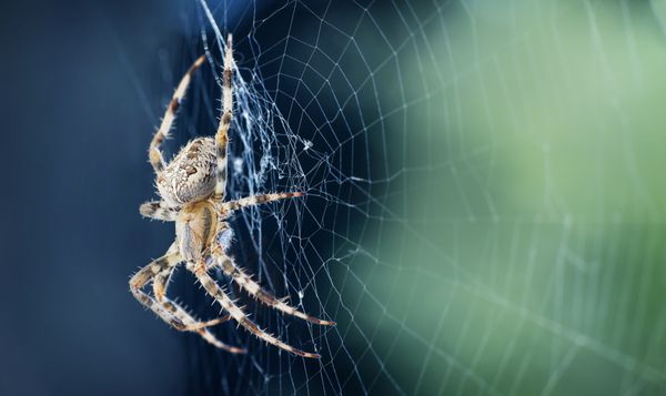 نمای نزدیک از یک عنکبوت در یک تار