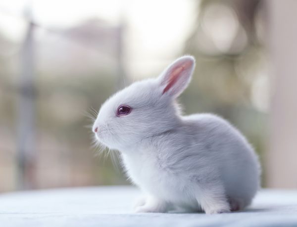 خرگوش بچه اسم حیوان دست اموز سفید ناز