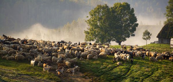 شنیده از گوسفند در صبح مه آلود در کوه های پاییزی