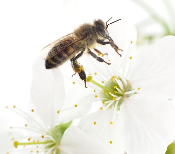 زنبور عسل و گل های سفید
