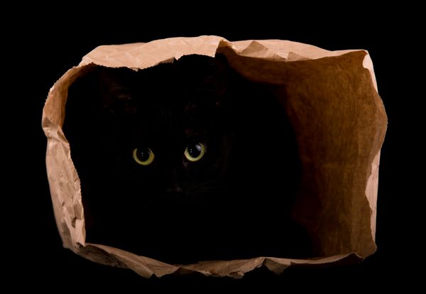 گربه سیاهی که در سایه یک کیسه کاغذی پنهان شده است با چشمانش در تاریکی می درخشد منزوی روی سیاه