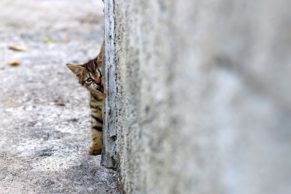 بچه گربه تابی که پشت دیوار پنهان شده است فوکوس انتخابی فضای کپی