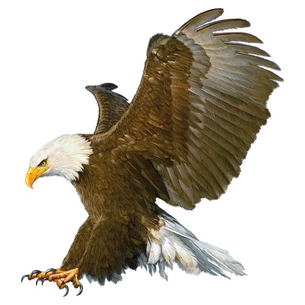 حمله عقاب طاس به سمت فرود با دست طراحی و روی وکتور پس زمینه سفید نقاشی کنید