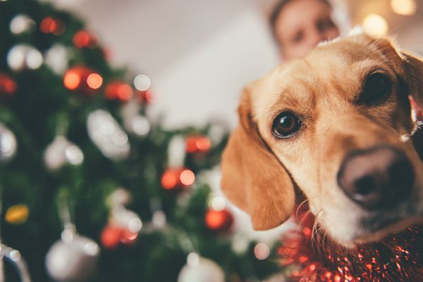 سگی که کنار درخت کریسمس نشسته است