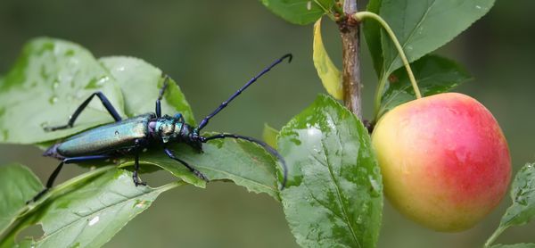 سوسک سبز روی آلو گیلاس