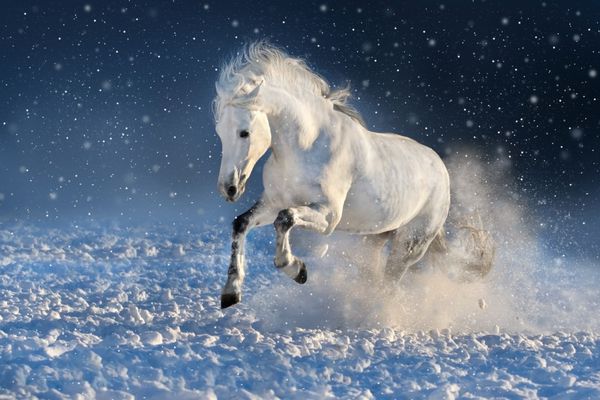 دویدن اسب سفید در زمین برفی زمستانی