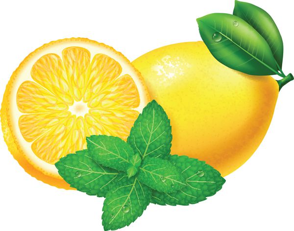 لیمو و نعناع وکتور