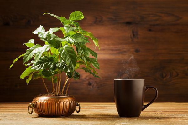 فنجان قهوه داغ با قهوه درختی در پس زمینه