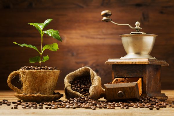 درخت قهوه از یک فنجان دانه قهوه رشد می کند