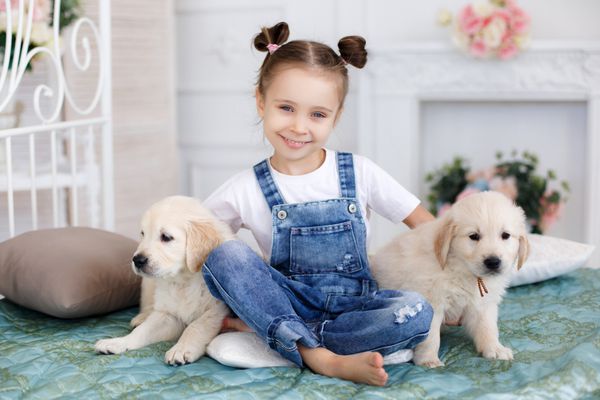دختر کوچک موهای سبزه با نوارهای صورتی در دو دم بسته شده با تی شرت سفید و لباس جین آبی در خانه بازی می کند تنها روی تخت نشسته با دو توله سگ از نژاد گلدن رتریور
