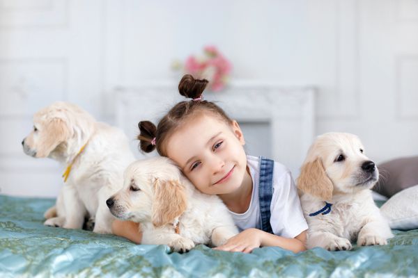 دختر کوچک موهای سبزه با نوارهای صورتی در دو دم بسته شده با تی شرت سفید و لباس جین آبی در خانه بازی می کند تنها روی تخت با سه توله سگ گلدن رتریور بازی می کند