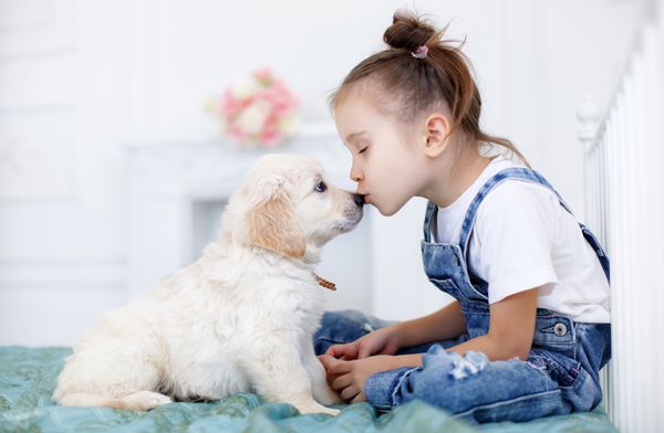 دختر کوچولو موهایی که با نوارهای صورتی در دو دم بسته شده با یک تی شرت سفید و یک لباس جین آبی در خانه بازی می کند تنها روی تخت با نژاد سگ مورد علاقه خود گلدن رتریور نشسته است