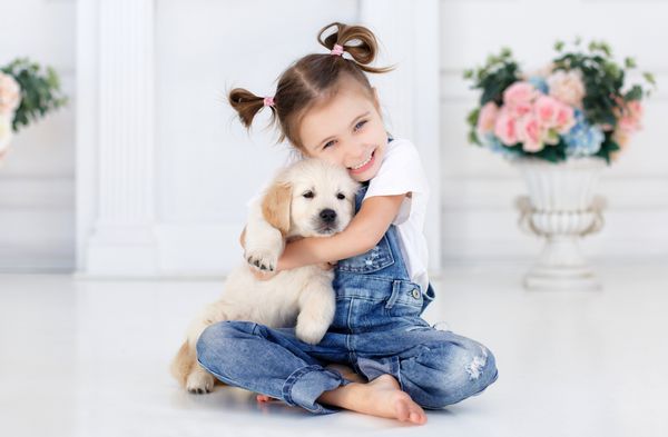 دختر کوچولو موهایی که با نوارهای صورتی در دو دم بسته شده با یک تی شرت سفید و یک لباس جین آبی در خانه بازی می کند تنها روی تخت با نژاد سگ مورد علاقه خود گلدن رتریور نشسته است