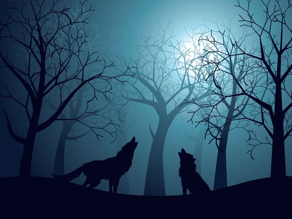 زوزه گرگ در جنگل شب