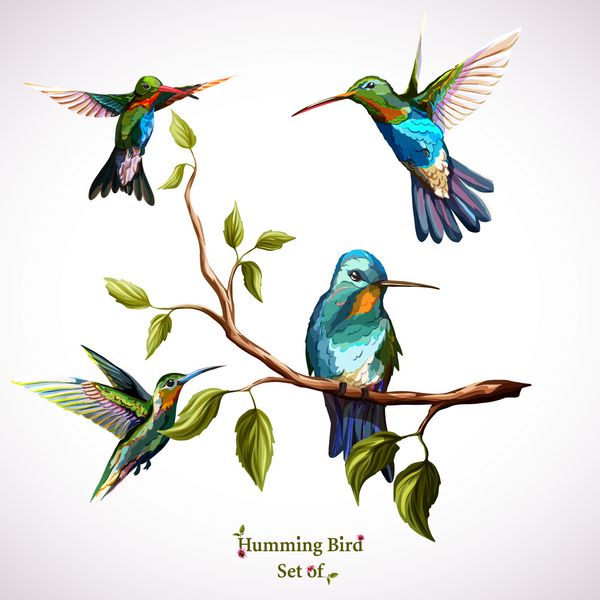 پرندگان زمزمه کننده مجموعه چهار پرنده ی زمزمه کننده نقاشی با دست آبرنگ وکتور - سهام
