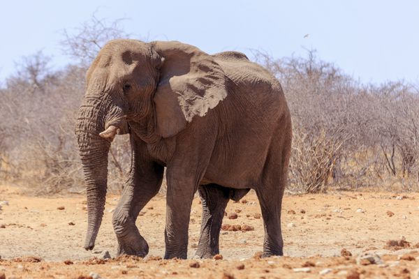 فیل در پارک اتوشا نامیبیا