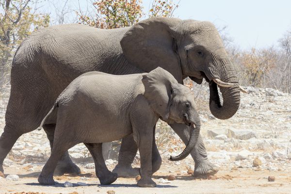 فیل ها در پارک اتوشا نامیبیا