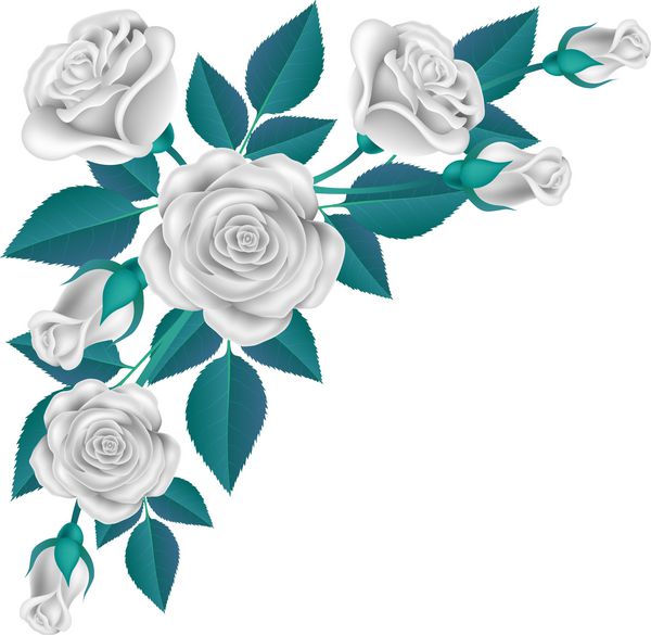 تصویر واقعی گل رز سفید با برگ آبی برای تزئین گوشه وکتور جدا شده روی سفید