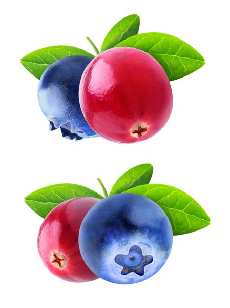 انواع توت های جدا شده دو تصویر از میوه های زغال اخته و زغال اخته با برگ های جدا شده در پس زمینه سفید با مسیر برش