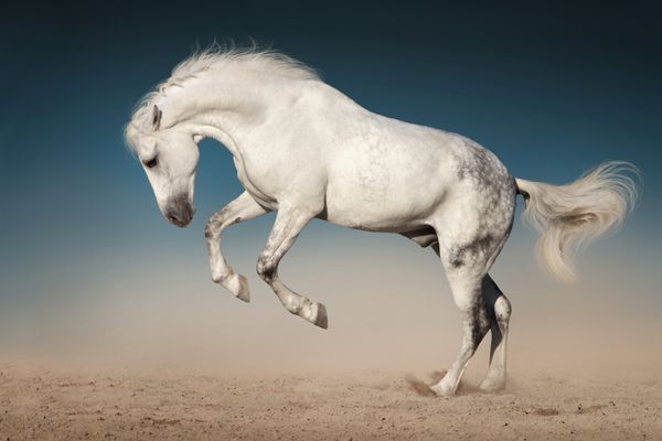 پرش اسب سفید در صحرا در برابر آسمان آبی