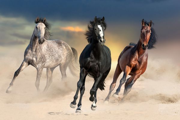 سه اسب زیبا روی غبار صحرا در برابر آسمان غروب می تازند