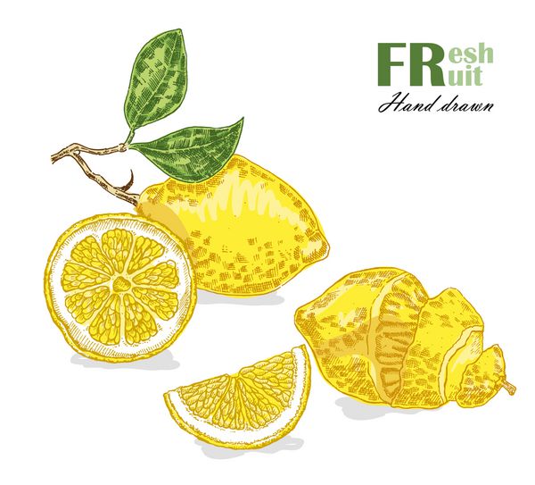 لیمو جدا شده در پس زمینه سفید طرح تصویر وکتور میوه