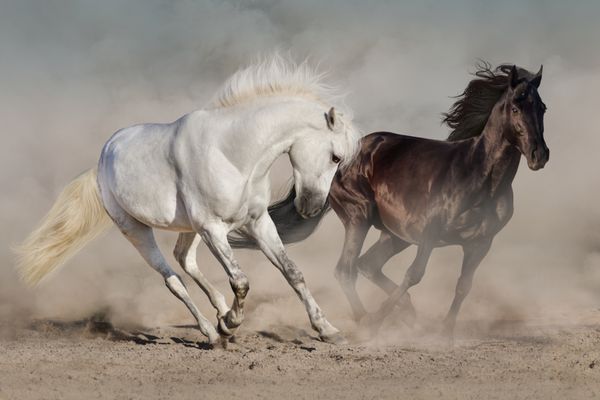 اسب های سفید و سیاه در گرد و غبار می دوند