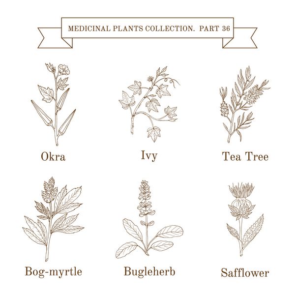 مجموعه ای قدیمی از گیاهان و گیاهان پزشکی که با دست طراحی شده اند