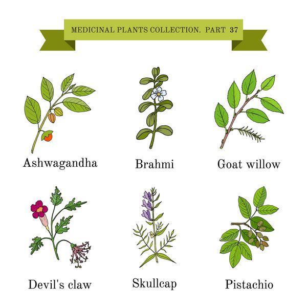 مجموعه ای قدیمی از گیاهان و گیاهان پزشکی که با دست طراحی شده اند