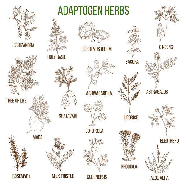 گیاهان آداپتوژن مجموعه ای از گیاهان دارویی طراحی شده با دست