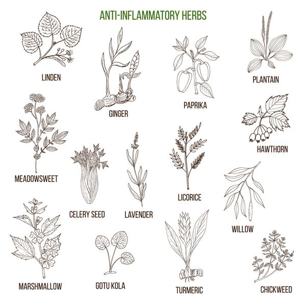 گیاهان ضد التهاب مجموعه ای از گیاهان دارویی طراحی شده با دست