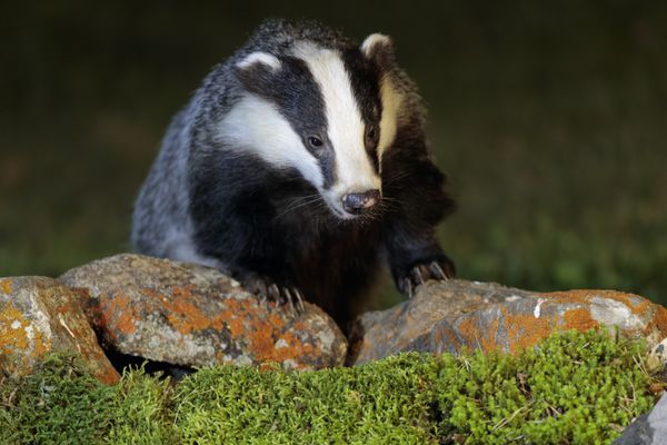 Badger 024