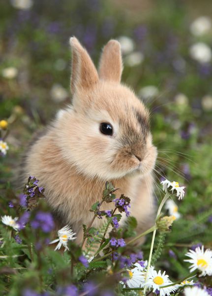 خرگوش اسم حیوان دست اموز ناز در علفزار رنگارنگ