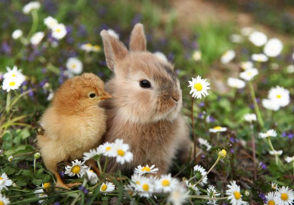 خرگوش بانی و جوجه بهترین دوستان هستند