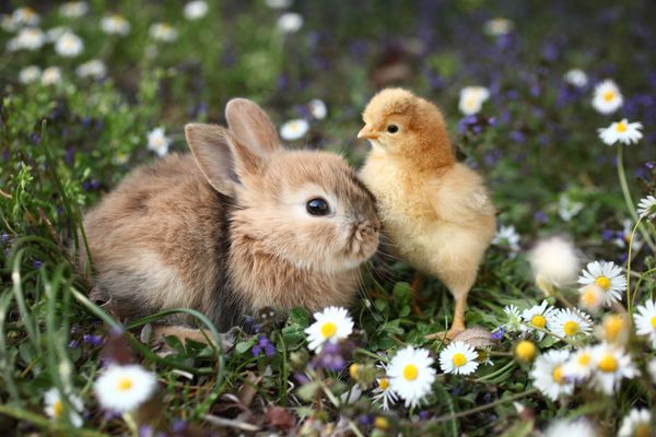 خرگوش بانی و جوجه بهترین دوستان هستند