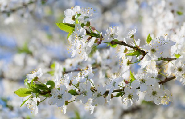 شاخه درخت گیلاس شکوفه سفید